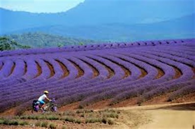 Bike Lavander